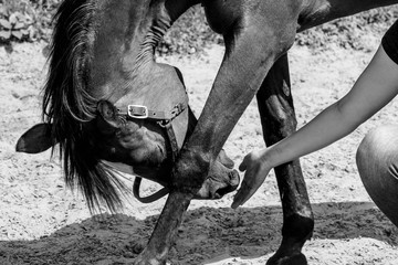 physical therapy for horse, Exercise and regeneration for horses, woman is working with horse for...