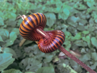 Millipedes curled up on the branches, The green grass is the background.