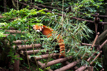 Red panda in Chengdu China