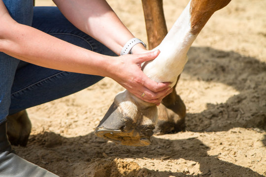 physical therapy for horse, Exercise and regeneration for horses, woman is working with horse for therapy , horse leg, equine, massage