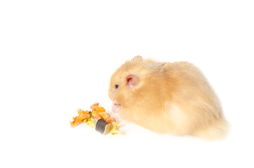 syrian hamster isolated on white