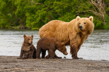 Ruling the landscape, brown bears of Kamchatka (Ursus arctos beringianus)