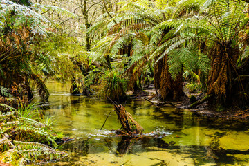 Redwoods Forest, Rotorua 