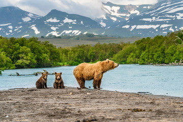 Ruling the landscape, brown bears of Kamchatka (Ursus arctos beringianus) © vaclav