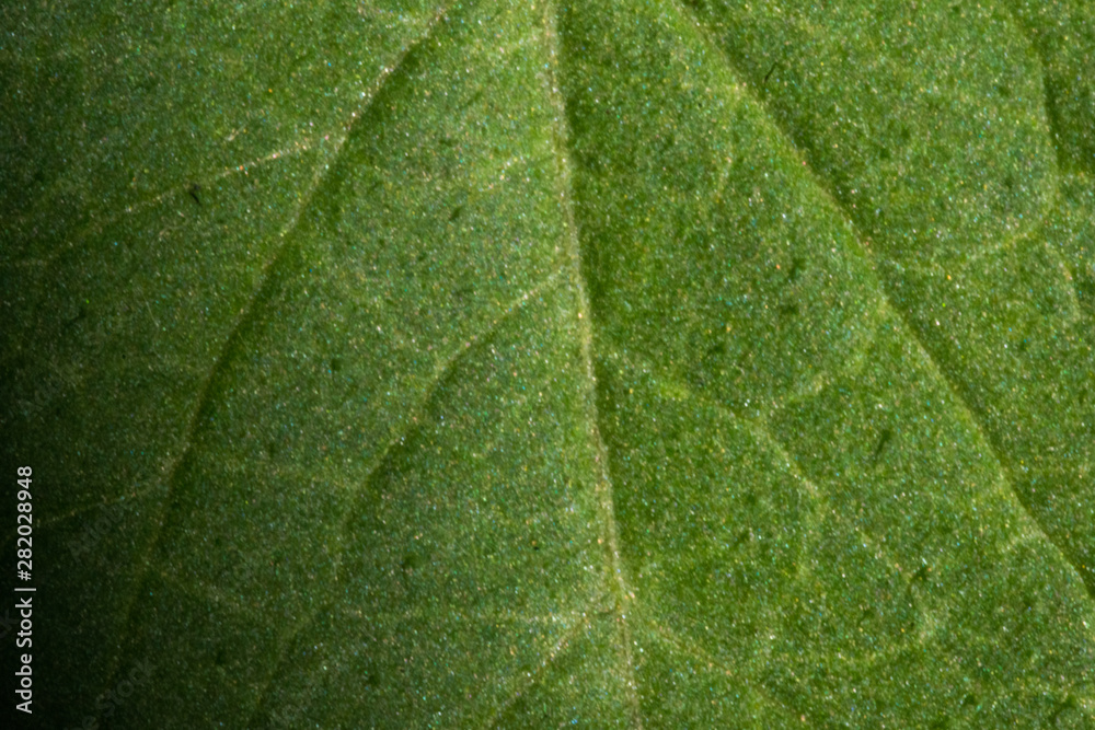 Wall mural macro photo of tomato plant leaf