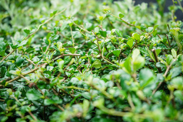 Fototapeta na wymiar Green leaf field background. Vivid green leaf field background