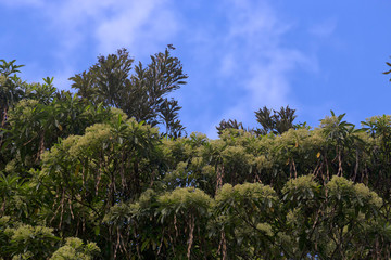 Unusual flowering tree near Kuranda in Tropical North Queensland, Autralia