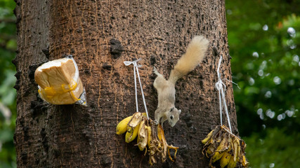 Squirrel eating bananas in the park