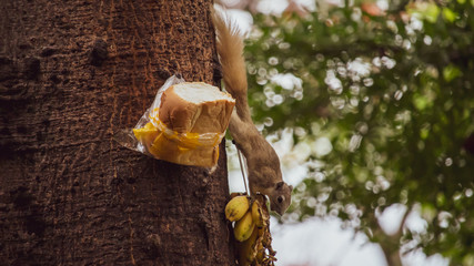 Squirrel eating bananas in the park