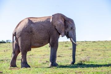 Naklejka na ściany i meble Elephant in South Africa 