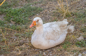 A white domestic duck sitting on eggs on a farmyard image in landscape format with copy space
