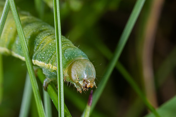 head of a  green caterpillar