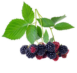 branch of blackberries isolated on white