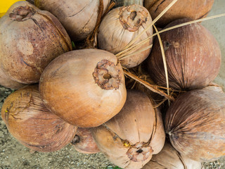 Old coconut harvested