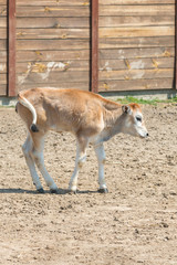 Naklejka na ściany i meble Young calf learn to walk. A cute calf stands in a wooden shed in the village and looks into the lens. A cow stands inside a ranch next to hay and other calves. vertical photo