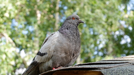 pigeon on branch