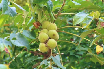 くるみ　木　実　青い実　杤木　夏