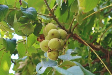 くるみ　木　実　青い実　杤木　夏