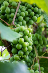 not ripe grapes with green leaves on the vine. Fresh fruits. Vertical orientation