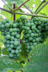 not ripe grapes with green leaves on the vine. Fresh fruits. Vertical orientation