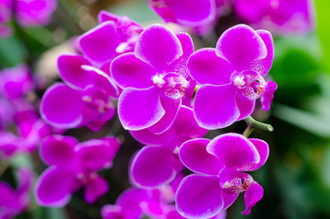 Fototapeta na wymiar Purple orchid blurred with blurred pattern background