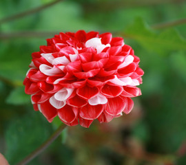 Beautiful red chrysanthemum with white spots. Flower.