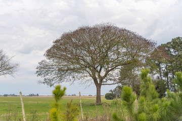 Fototapeta na wymiar Tree Enterolibium and rural landscape 01