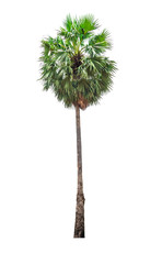 Green palm tree isolated on white background of file with Clipping Path .