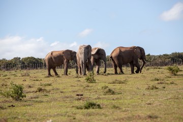 Fototapeta na wymiar Elephant in South Africa 