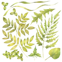 Floral set with herb and leaves. Hand painted watercolor illustration.