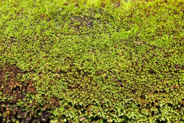 Closeup green moss background, natural texture background