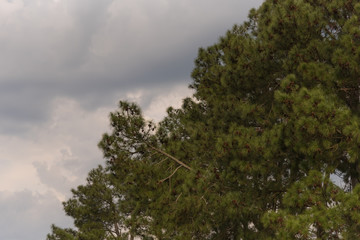 The Pines and the cloudy afternoon