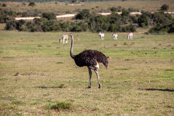 South African ostrich 