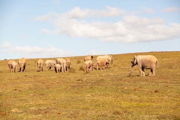 Naklejka na ściany i meble elephant in South Africa 