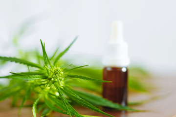Cannabidiol CBD oil with a pipette on background of marijuana, hemp oil extracts in jar. Medical marijuana products including cannabis leaf, alternative medicine