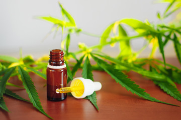 Cannabidiol CBD oil with a pipette on background of marijuana, hemp oil extracts in jar. Medical marijuana products including cannabis leaf, alternative medicine