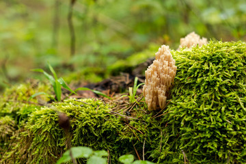 unusual mushrooms from a magical macrocosm on a background of green moss