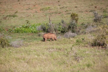 Obraz na płótnie Canvas South African warthog 