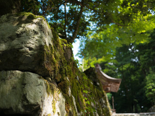shinto shrine in green summer,kyoto