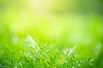 Nature of green leaf in garden at summer. Natural green leaves plants using as spring background cover page greenery environment ecology wallpaper