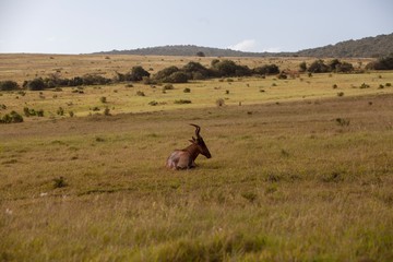 South African antelope 