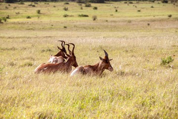 South African antelope 
