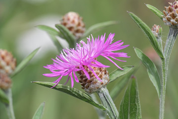 Centaurea jacea, the Brown Knapweed, known also as Brown-rayed Knapweed,  Brownray Knapweed and Hardheads