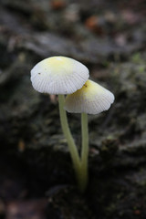 Bolbitius titubans, also known as Bolbitius vitellinus, commonly called Yellow Fieldcap or Egg-yolk Fieldcap, wild mushroom growing on cow dung in Finland