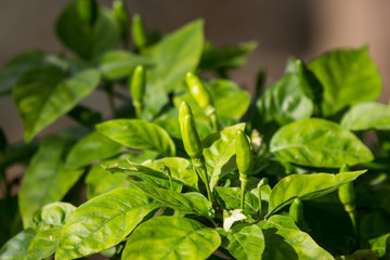 Chilli Padi or Bird's Eye Chilli