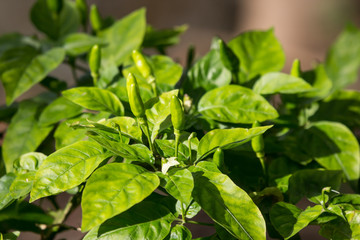 Chilli Padi or Bird's Eye Chilli