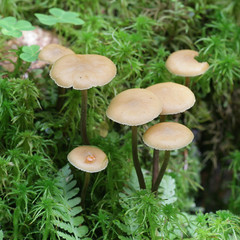 Kuehneromyces lignicola, Conifer Woodtuft, wild mushroom from Finland