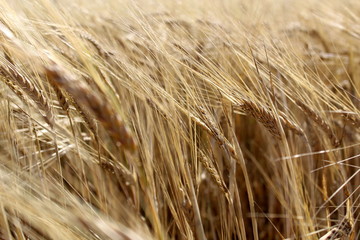 Wheat field on a sunny summer day 