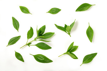 Sweet basil leaves on white background.Top view