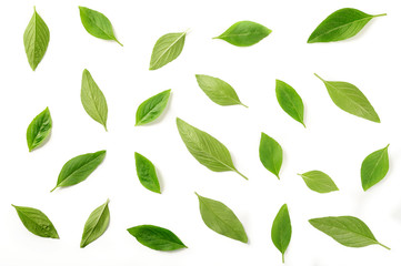 Basil leaves isolated on white background.Top view